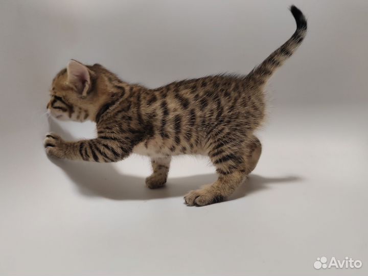 Бенгальские котята