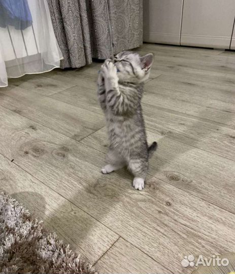 Кот на вязку (Скоттиш-страйт)