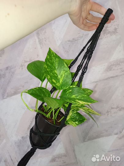 Кашпо подвесное