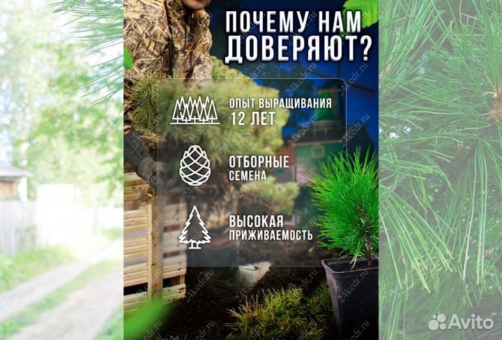 Саженцы кедра