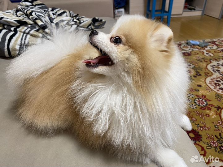 Вязка шпиц померанский