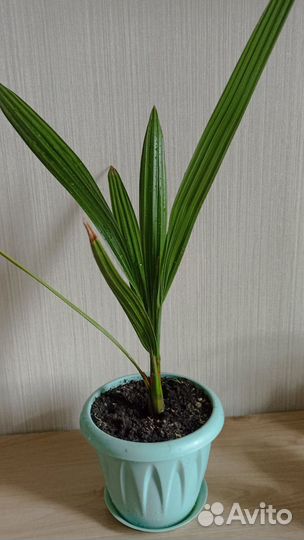 Финиковая пальма