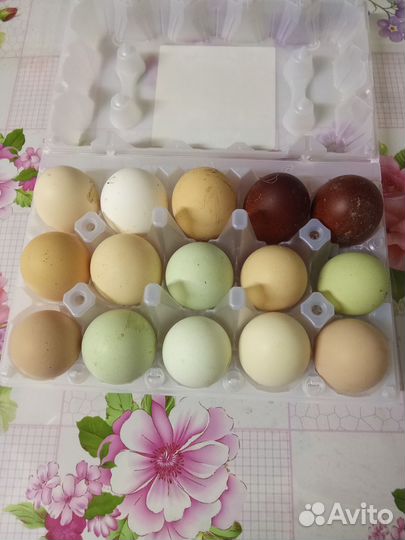 Яйца на инкубацию