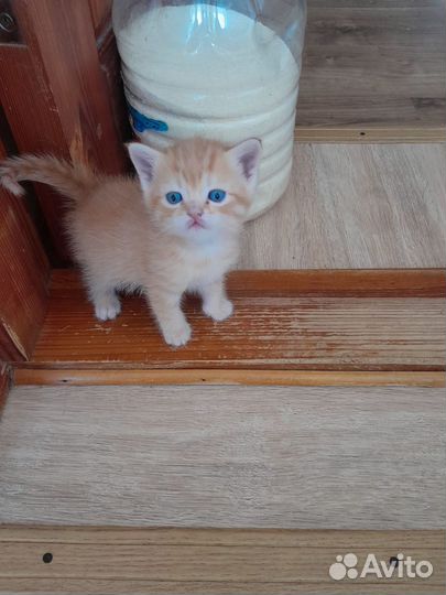 Британские котята