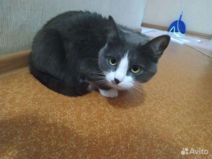 Кошки