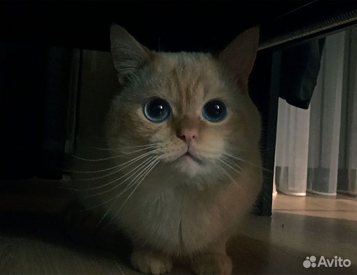 Кот вязка