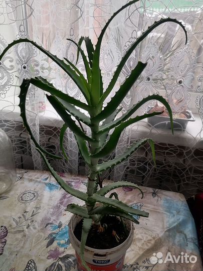 Алоэ столетник