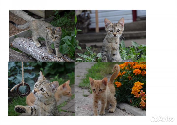 Котята отдам бесплатно
