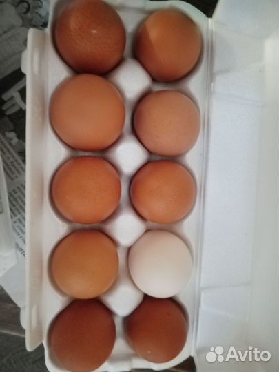 Яйцо домашнее
