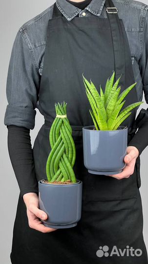 Комнатные растения Сансевиерия