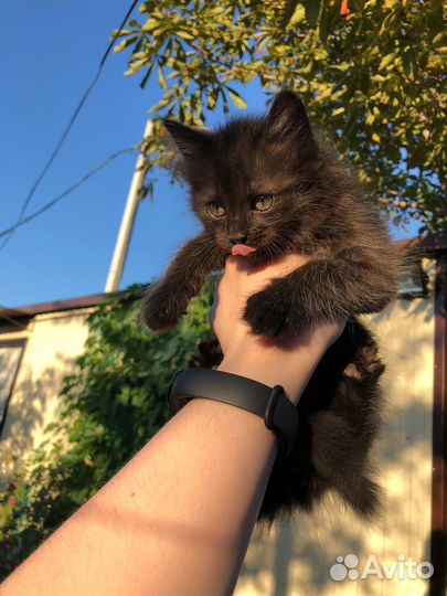 Котята ищут дом