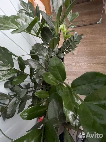 Замиокулькас