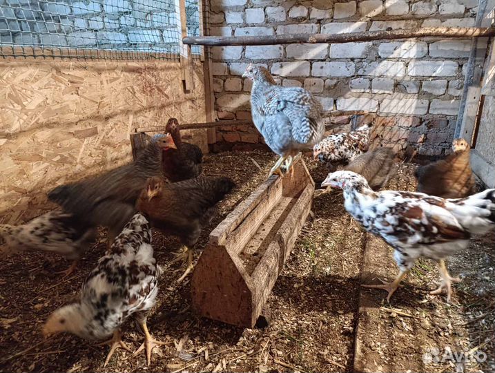 Продам молодок белефельдера