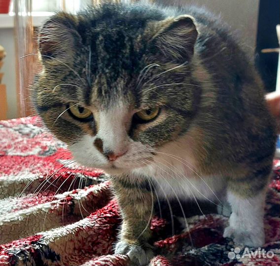 Щенки ищут дом