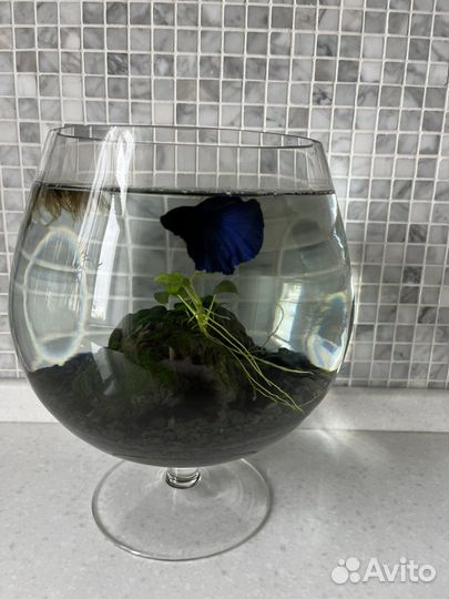 Рыбка петушок с аквариумом