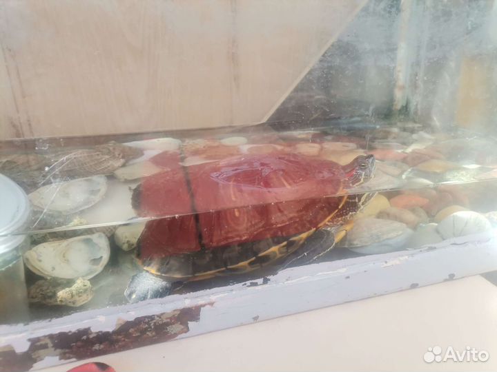 Красноухая черепаха отдать вместе с аквариумом