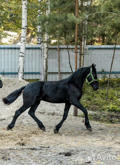 Фризский жеребец