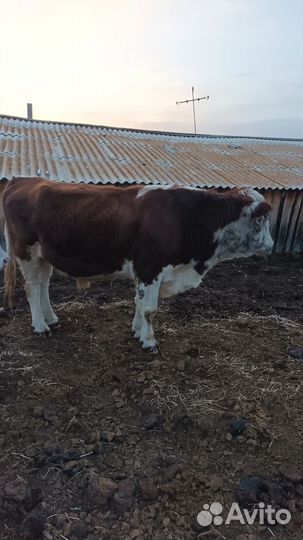 Быки на племя