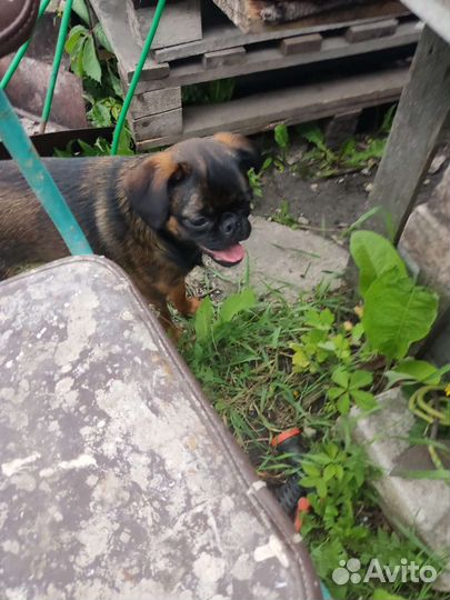 Пти брабансон