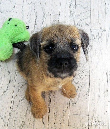 Шустрые шеночки борд терьеров