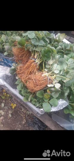 Рассада клубники альбион