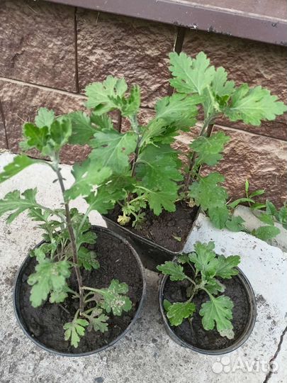 Хризантемы мультифлора