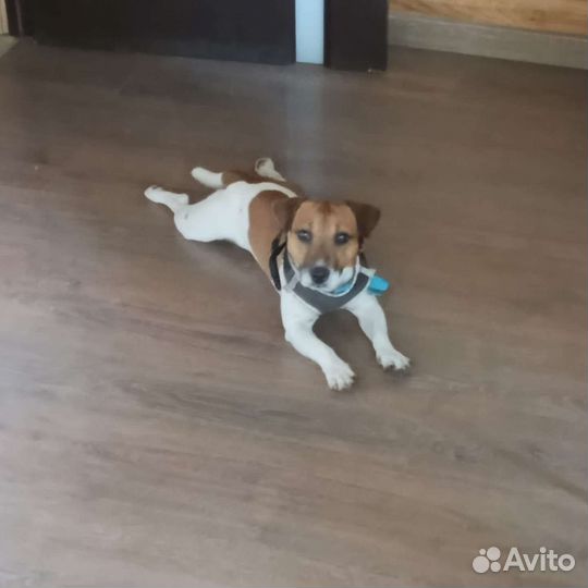 Отдам бесплатно