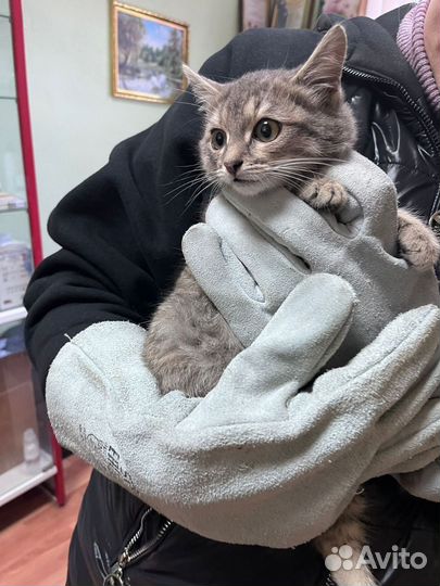 Котенок в дар