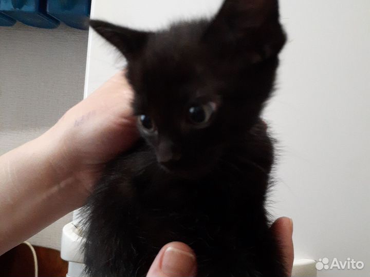 Дворянская