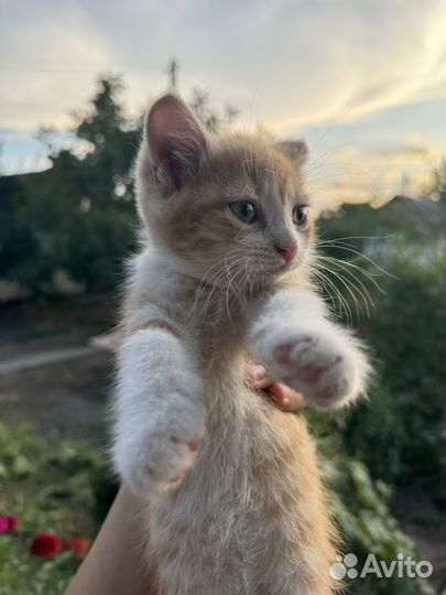 Котята в добрые руки бесплатно