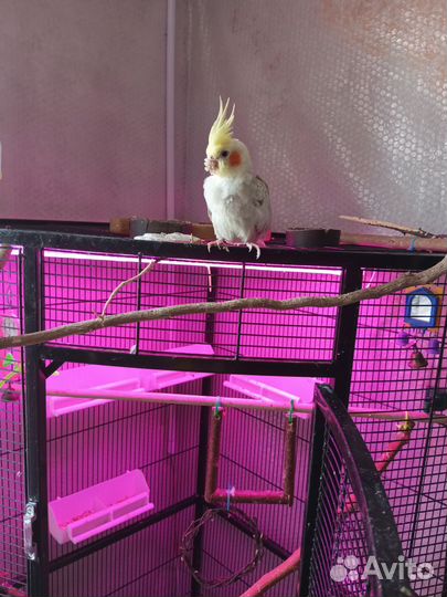 Попугай корелла девочка