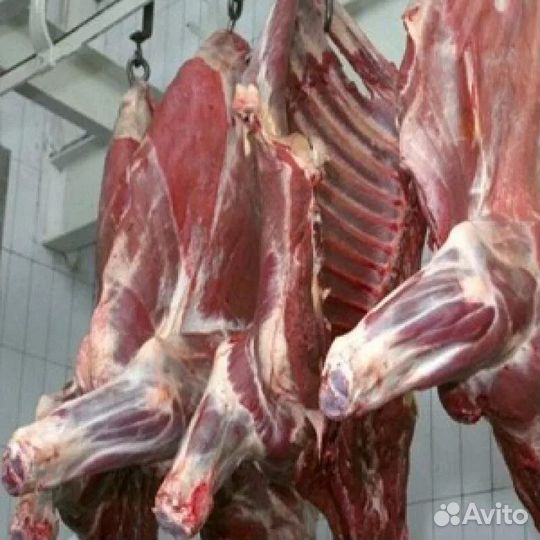 Продам мясо говядина