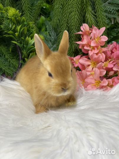 Яркий сатиновый кролик