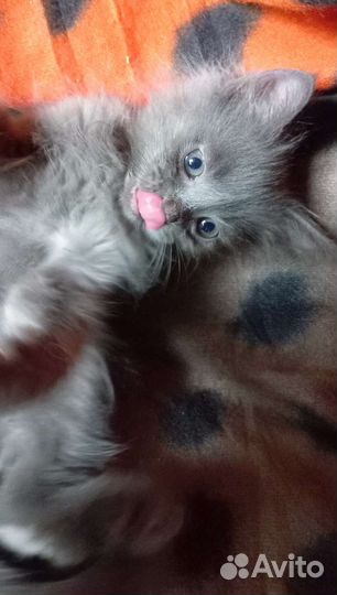 Котята. Грей красавчик