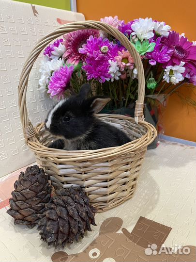 Продаются декоративные крольчата
