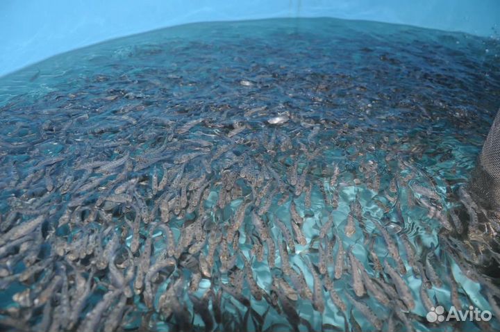 Рыбопосадочный материал(Форель)