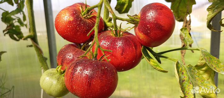 Семена томатов