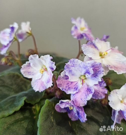 Фиалка в горшках