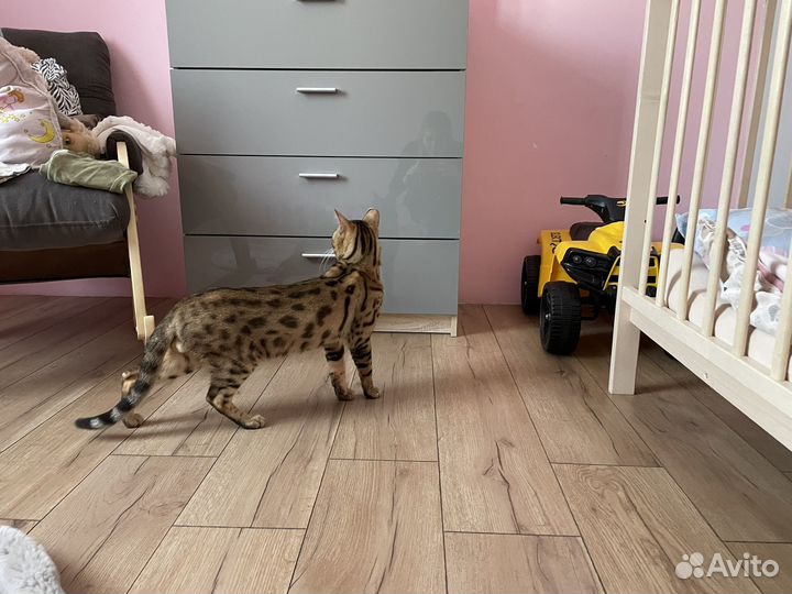 Бенгальский кот