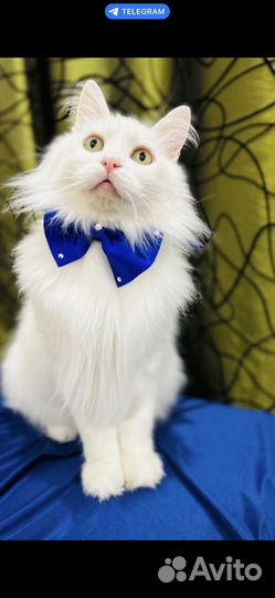 Котик-потеряшка