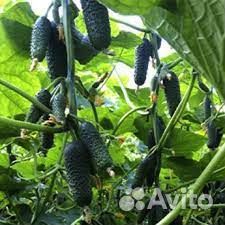 Семена огурцов Мадейра