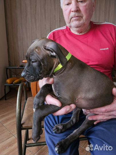 Американский питбультерьер