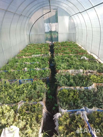 Саженцы туй