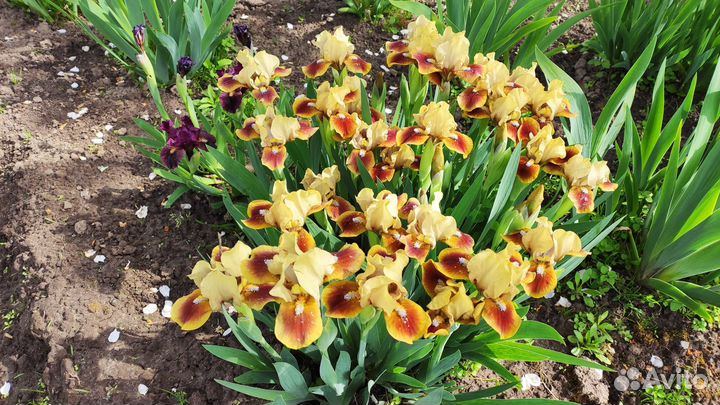 Ирисы карликовые