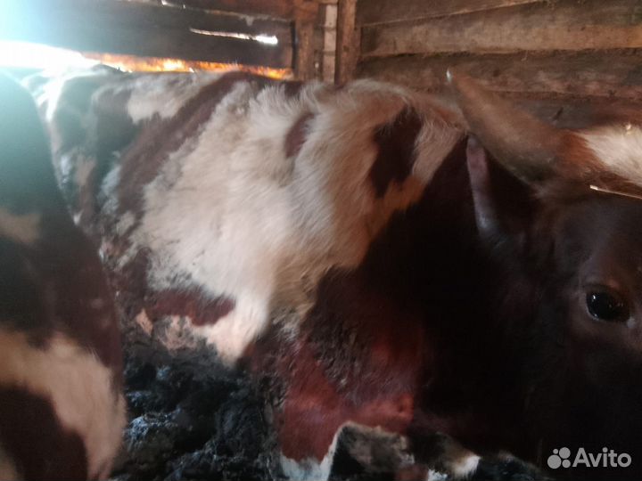 Продадим бычков