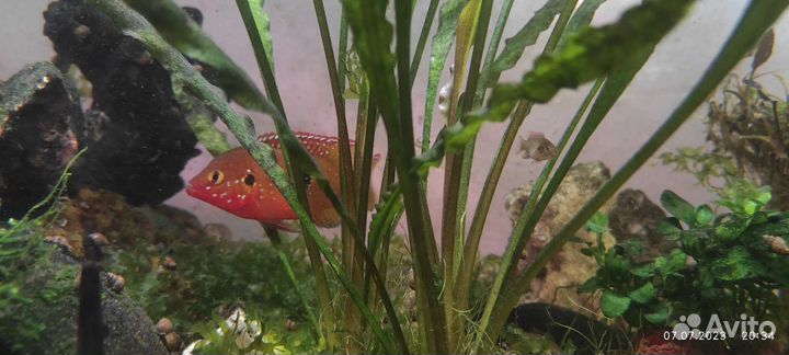 Хромис-красавец (лат. Hemichromis bimaculatus)