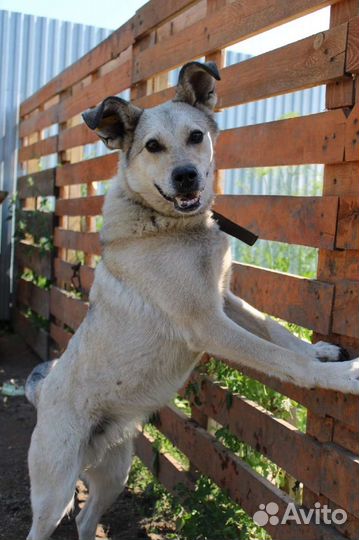 Нужен дом собаке