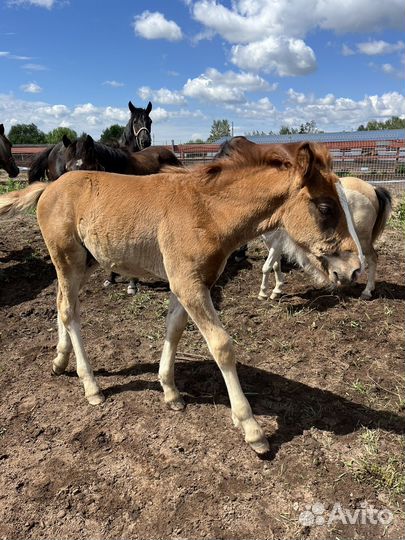 Жеребята (раннее бронирование)
