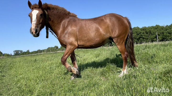 Лошадь рабочая