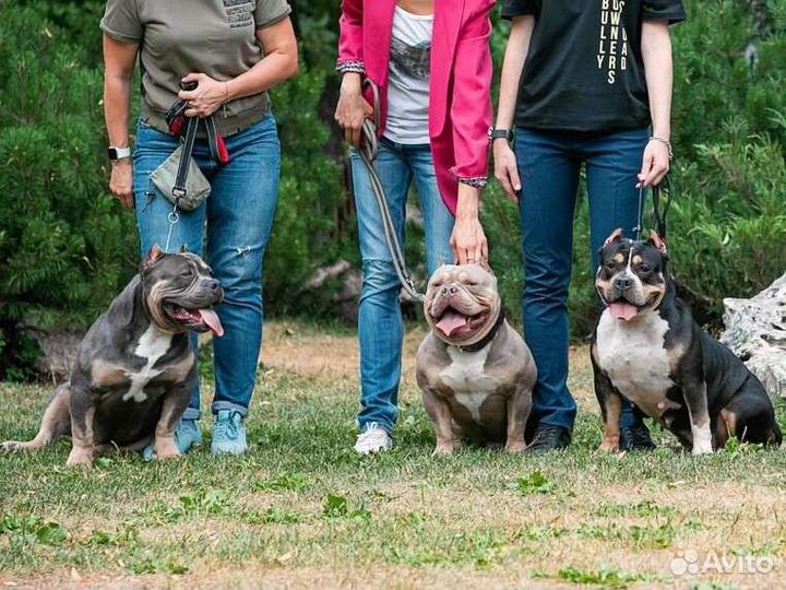 Американский Булли вязка